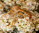 Saropogon mohawki - photo 4