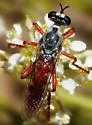 Saropogon nitidus - photo 2