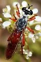 Saropogon nitidus - photo 3