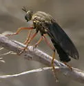 Saropogon pritchardi