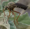 Saropogon pritchardi - photo 2