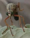 Saropogon pritchardi - photo 3
