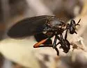 Saropogon purus