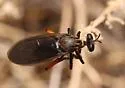 Saropogon purus - photo 2