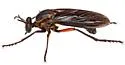 Saropogon purus - photo 4
