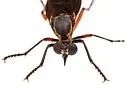 Saropogon purus - photo 5