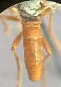Saropogon semiustus - photo 2