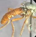 Saropogon semiustus - photo 3