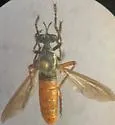 Saropogon senex
