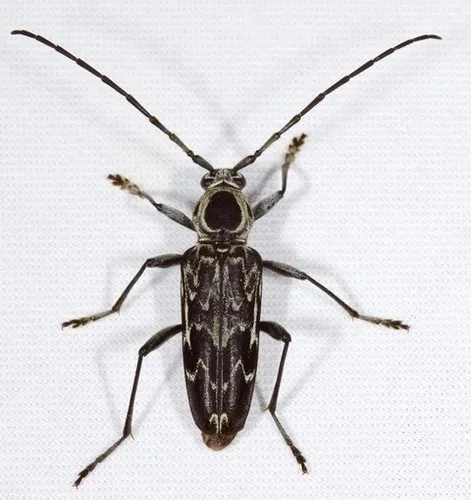 Sarosesthes fulminans - Sarosesthes fulminans