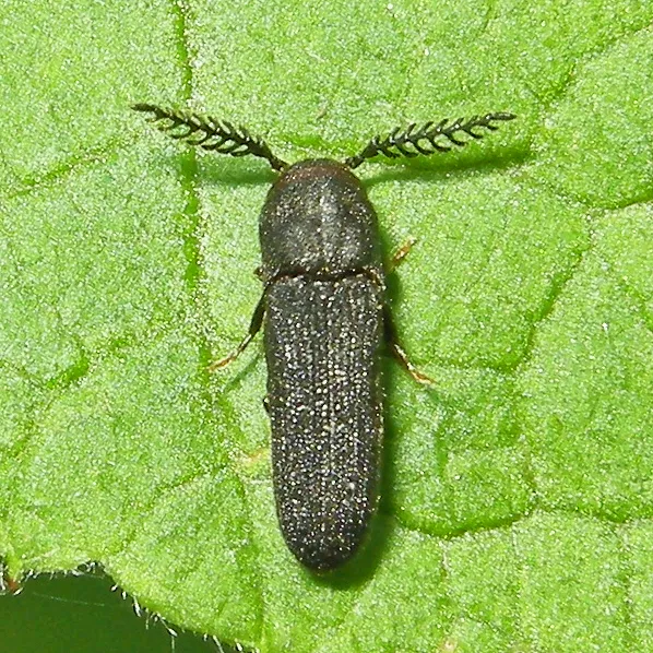 Sarpedon scabrosus - photo 2
