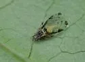 Crapemyrtle Aphid