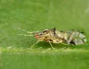 Crapemyrtle Aphid - photo 2