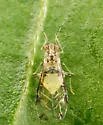 Crapemyrtle Aphid - photo 3