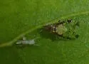Crapemyrtle Aphid - photo 4