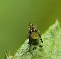 Crapemyrtle Aphid - photo 5
