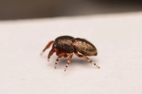 Sassacus cyaneus