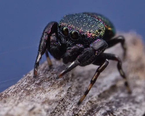 Sassacus cyaneus - photo 2