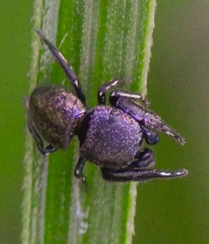 Sassacus cyaneus - photo 3
