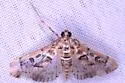Sathria internitalis - Hodges#5270 - photo 2