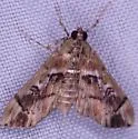 Sathria internitalis - Hodges#5270 - photo 3