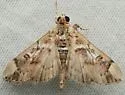 Sathria internitalis - Hodges#5270 - photo 4