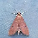 Sathria rufescens - Hodges#5213