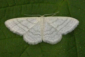 Satin Wave - Idaea subsericeata