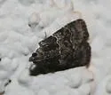 Satole ligniperdalis - Hodges#5562 - Satole ligniperdalis
