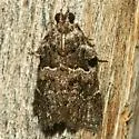 Satole ligniperdalis - Hodges#5562 - photo 2