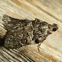 Satole ligniperdalis - Hodges#5562 - photo 3
