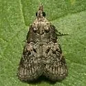 Satole ligniperdalis - Hodges#5562 - photo 4