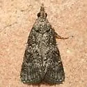 Satole ligniperdalis - Hodges#5562 - photo 5