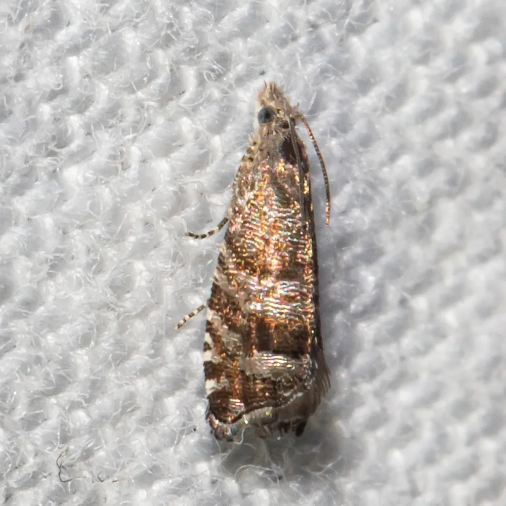 Southern Pine Catkinworm Moth - Hodges#3415 - photo 2