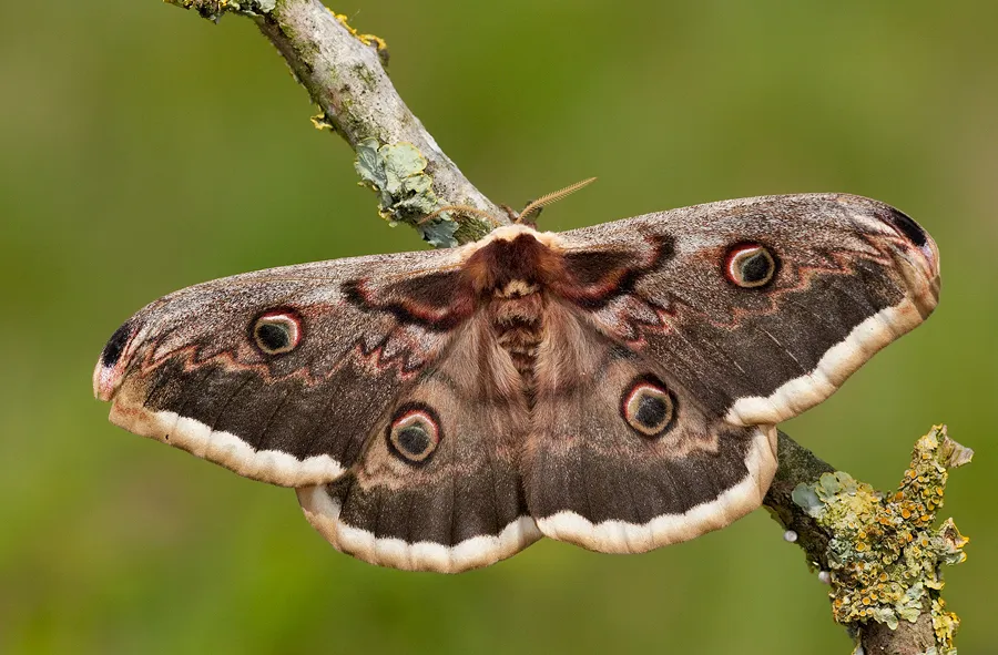 Giant Peacock Moth - photo 2