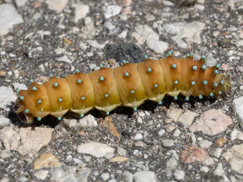 Giant Peacock Moth - photo 4