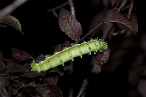 Giant Peacock Moth - photo 5