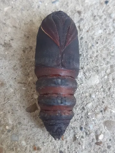 Giant Peacock Moth - photo 6