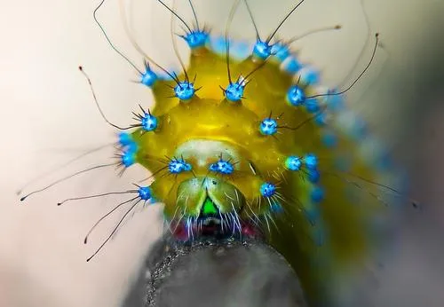 Giant Peacock Moth - photo 7