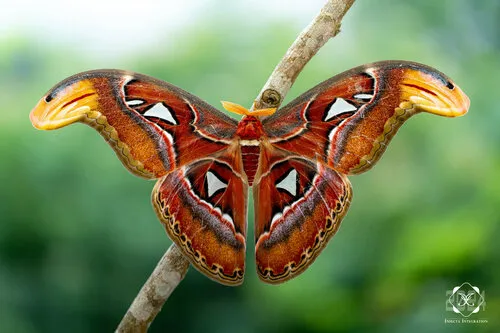 Giant Silkworm and Royal Moths - Saturniidae