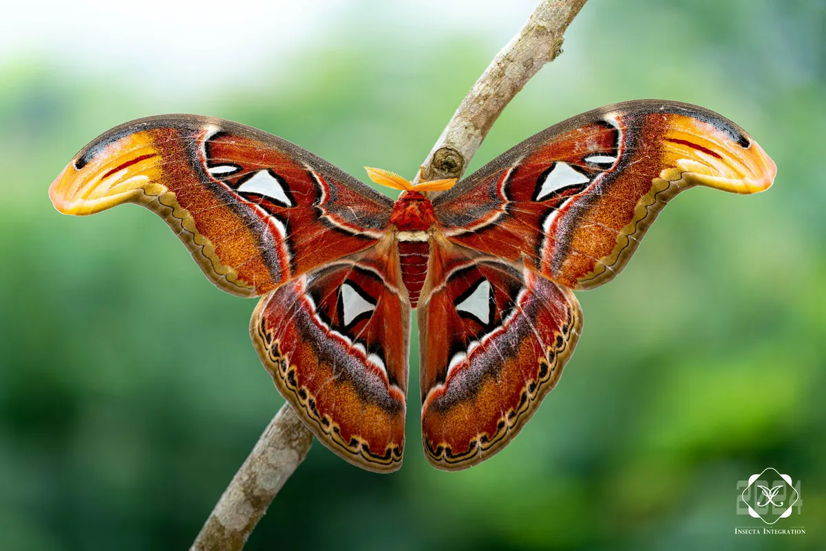 Giant Silkworm and Royal Moths - photo 2