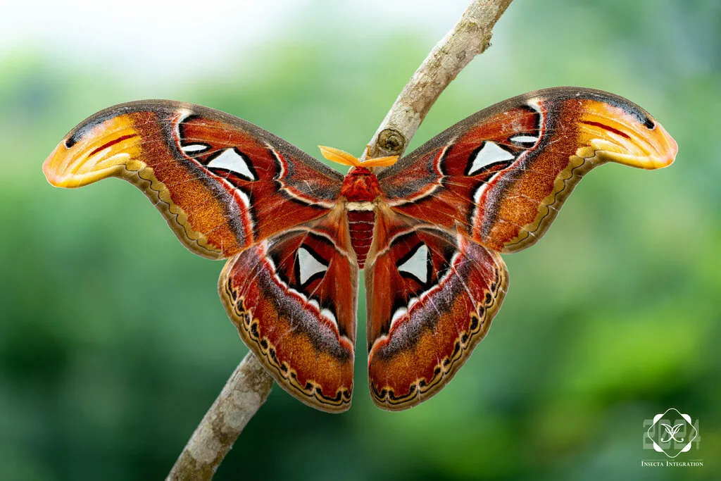 Giant Silkworm and Royal Moths - photo 3