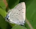 Acadian Hairstreak - Hodges#4278