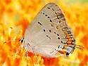 Acadian Hairstreak - Hodges#4278 - photo 2