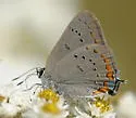 Acadian Hairstreak - Hodges#4278 - photo 3