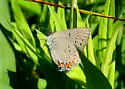 Acadian Hairstreak - Hodges#4278 - photo 4