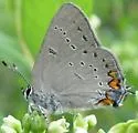 Acadian Hairstreak - Hodges#4278 - photo 5