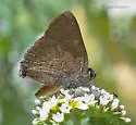 Gold-hunter's Hairstreak - Hodges#4286