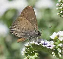 Gold-hunter's Hairstreak - Hodges#4286 - photo 2