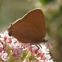 Gold-hunter's Hairstreak - Hodges#4286 - photo 3
